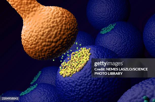 nerve synapse, illustration - synapsenspalt stock-grafiken, -clipart, -cartoons und -symbole