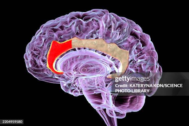 anterior cingulate cortex, illustration - limbic system stock illustrations