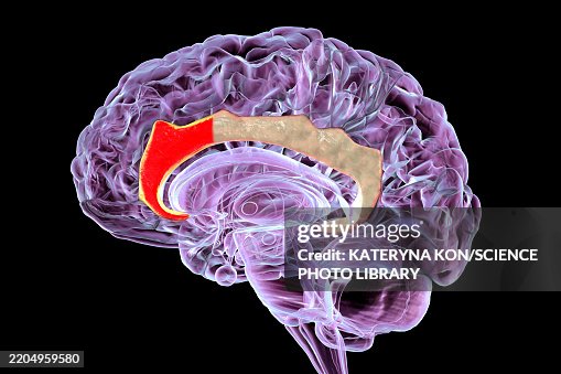Anterior cingulate cortex, illustration Anterior cingulate cortex, illustration
