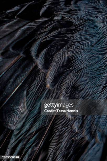 Close-Up of Dark Textured Feathers with Subtle Highlights Blue Bird