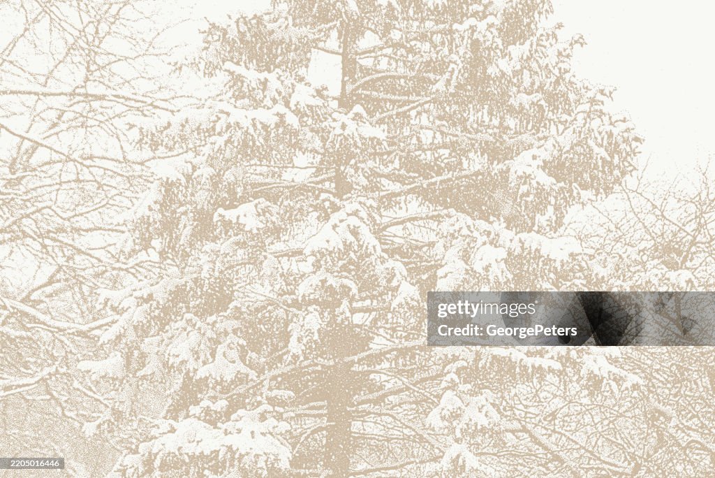 Pine Tree Covered in Fresh Snow