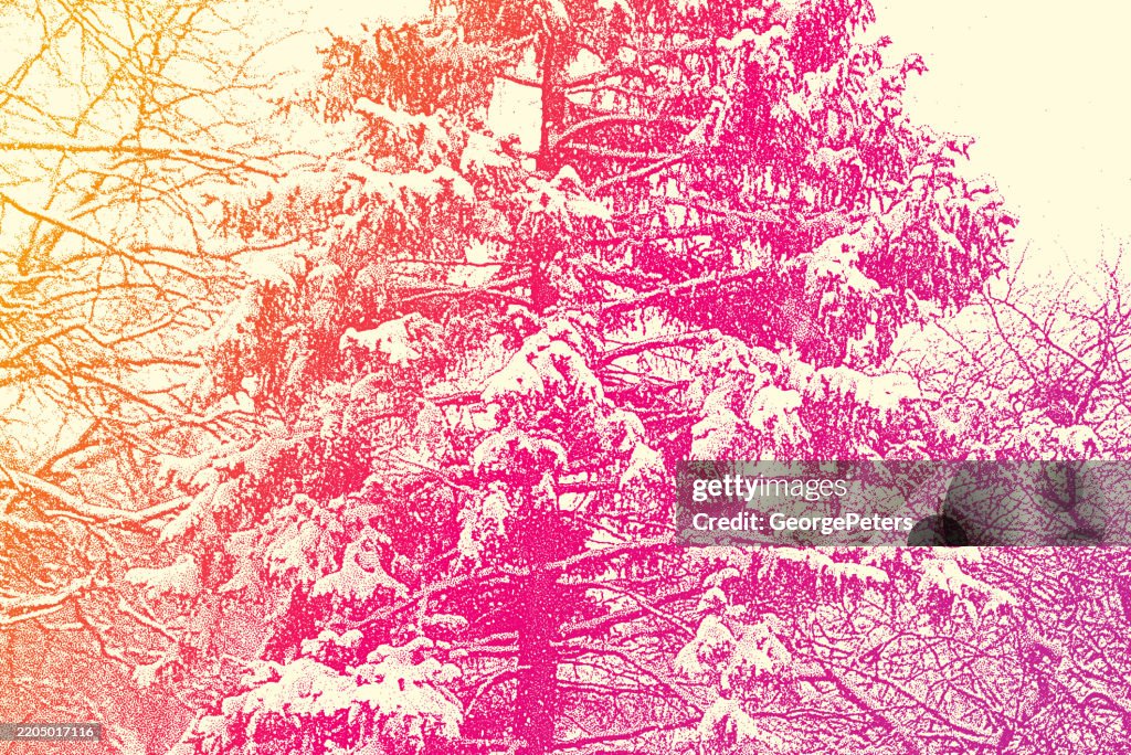 Pine Tree Covered in Fresh Snow