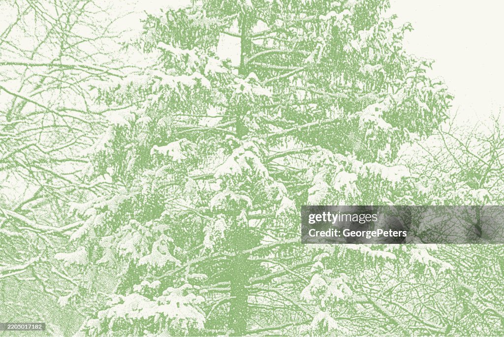 Pine Tree Covered in Fresh Snow