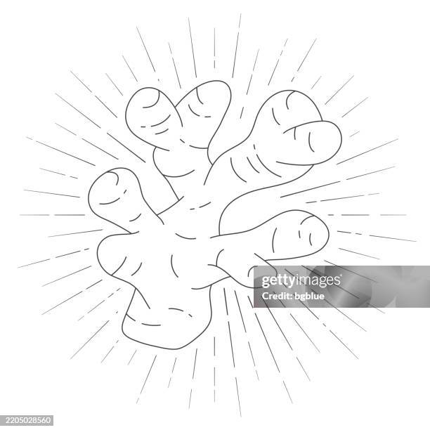 ginger. line icon with sunbursts on white background - ginger root white background stock illustrations