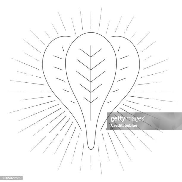 spinach. line icon with sunbursts on white background - spinach isolated stock illustrations