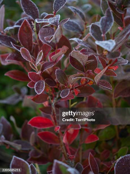red leaved bush covered with frost in autumn. blueberry bush - blueberry bush winter stock pictures, royalty-free photos & images