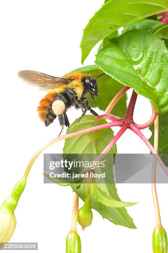 Costa Rican Bee Costa Rican Subspecies Of Mesoamerican Bumble Bee Bombus Ephippiatus ...