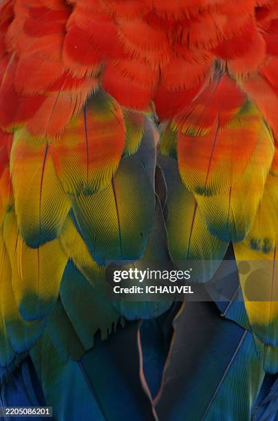 close up of macaw feathers ecuador - zoom avant photos et images de collection