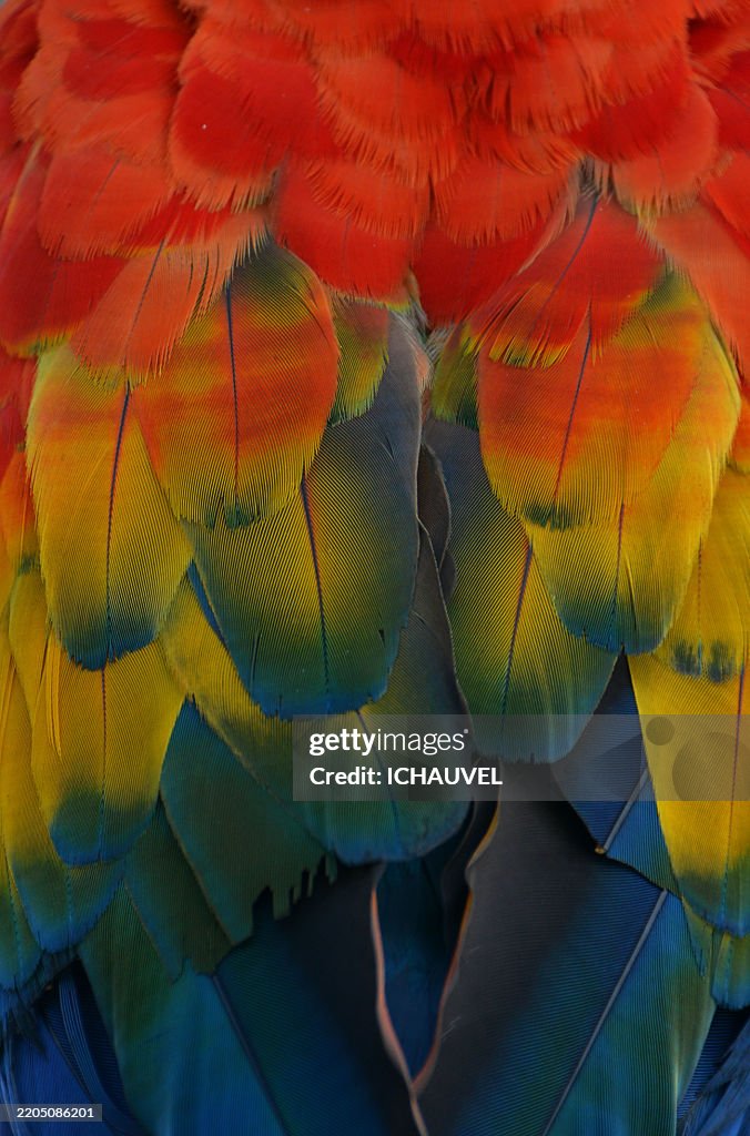Close up of macaw feathers Ecuador