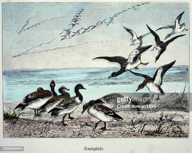 taiga bean goose, anser fabalis, flying v formation, wildlife, birds, vintage illustration 19th century - anser fabalis stock illustrations