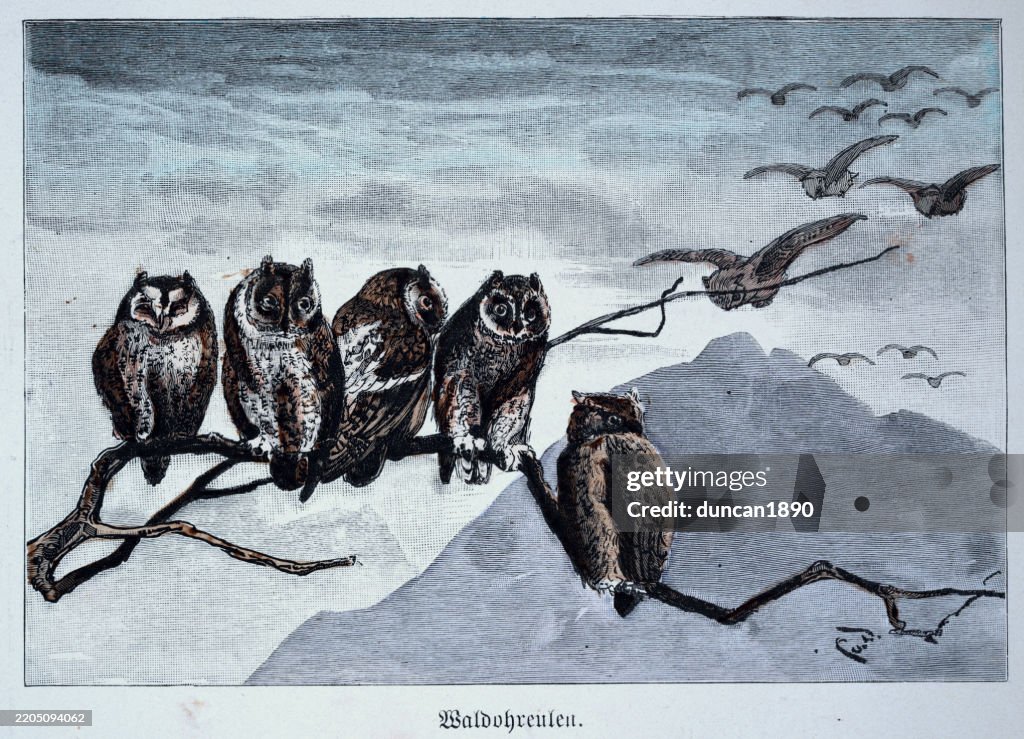 Long-eared owl, Asio otus, parliament of owls, Wildlife, Flock Birds, Vintage illustration 19th Century