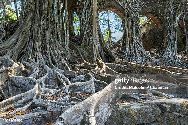Strangular Figs 656 Strangler Figs Stock Photos, High-Res Pictures, and Images - Getty ...
