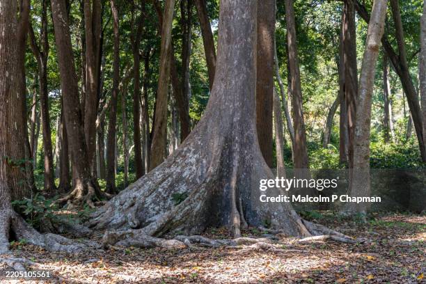 andaman padauk tree, radhanagar beach, havelock island, swaraj dweep, andaman and nicobar islands - mahagoniholz stock-fotos und bilder