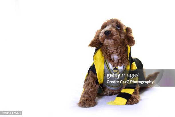 little cute cockapoo puppy in costume - cockapoo stock pictures, royalty-free photos & images