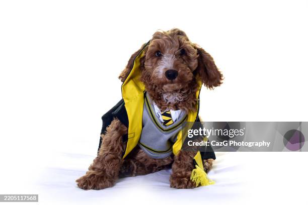 74 Little Feet Academy Stock Photos, High-Res Pictures, and Images ...