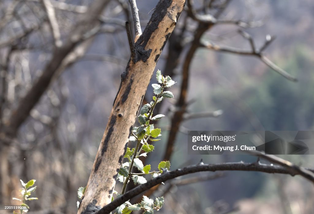 California spotted owl habitat