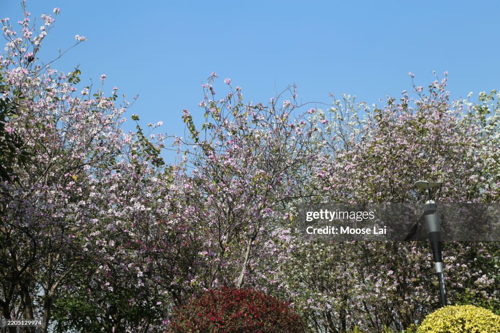 En el jardín, hay un árbol de bauhinia con flores rosadas y hojas verdes. El cielo sobre él era azul sin nubes.