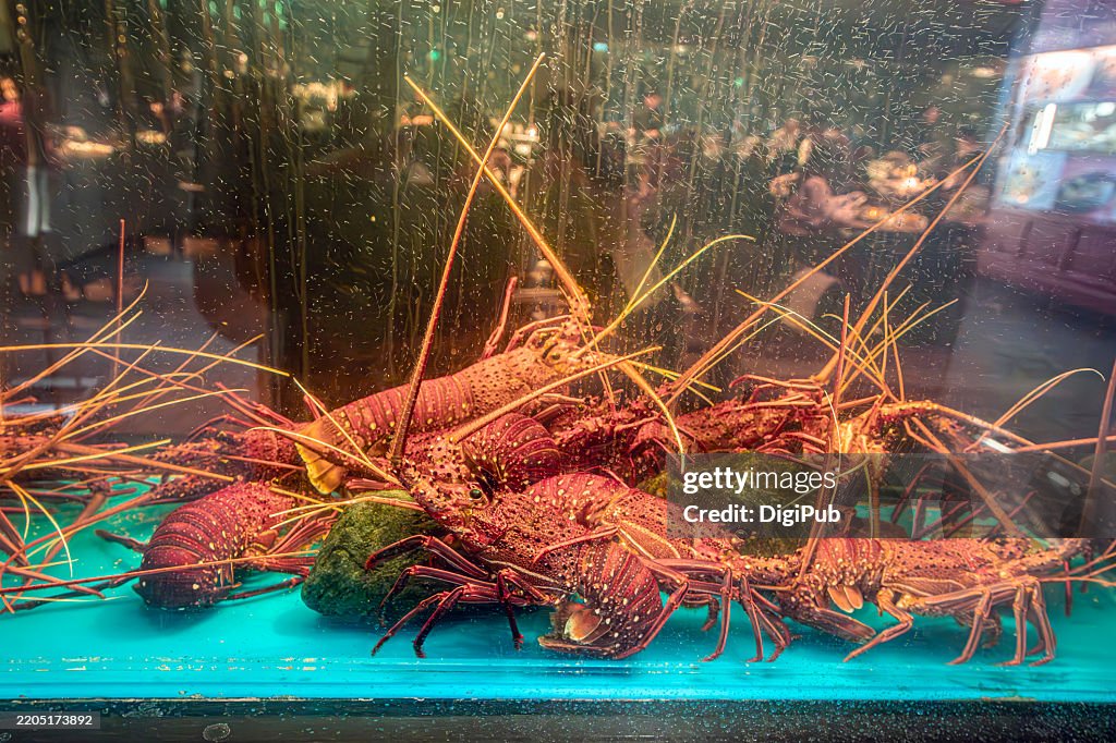 Spiny Lobsters in Restaurant Window Tank, Ginza SIX