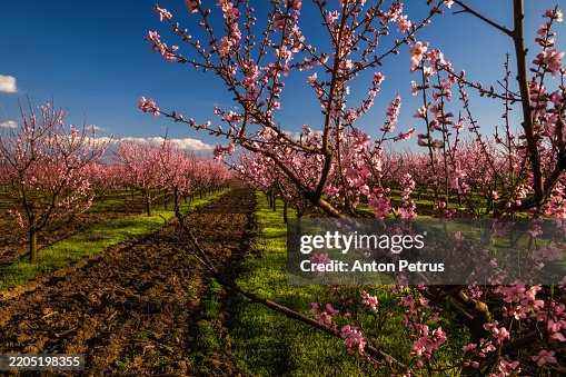 Blooming peach garden in spring Blooming peach garden in spring