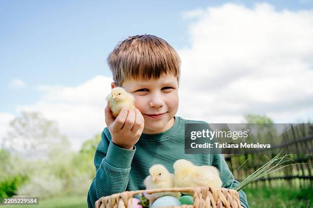 joyful boy holding easter chicks. child gently cradles fluffy bird, enjoying festive springtime outdoors on farm - nice chicks stock pictures, royalty-free photos & images