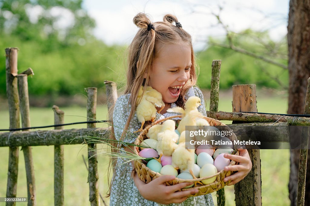 Shocked happy girl and Easter chicks. A surprised child finds baby chicks in an egg basket
