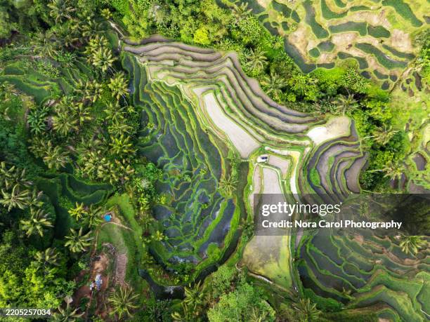 aerial view of tegallalang rice terrace - ubud district stock pictures, royalty-free photos & images