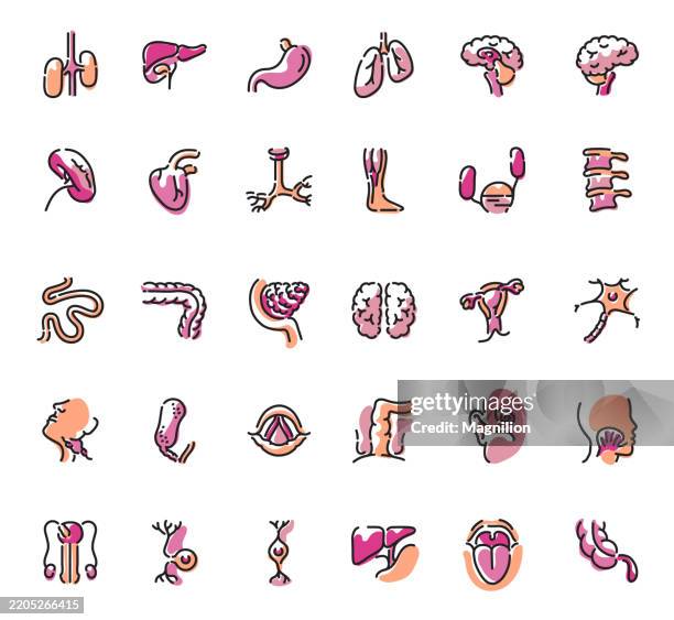 menschliche anatomie, innere organe und medizinische illustrationen, einschließlich gehirn, herz, lunge, verdauungssystem und nervensystem, vektor-icons-set - human-digestive-system-diagram stock-grafiken, -clipart, -cartoons und -symbole