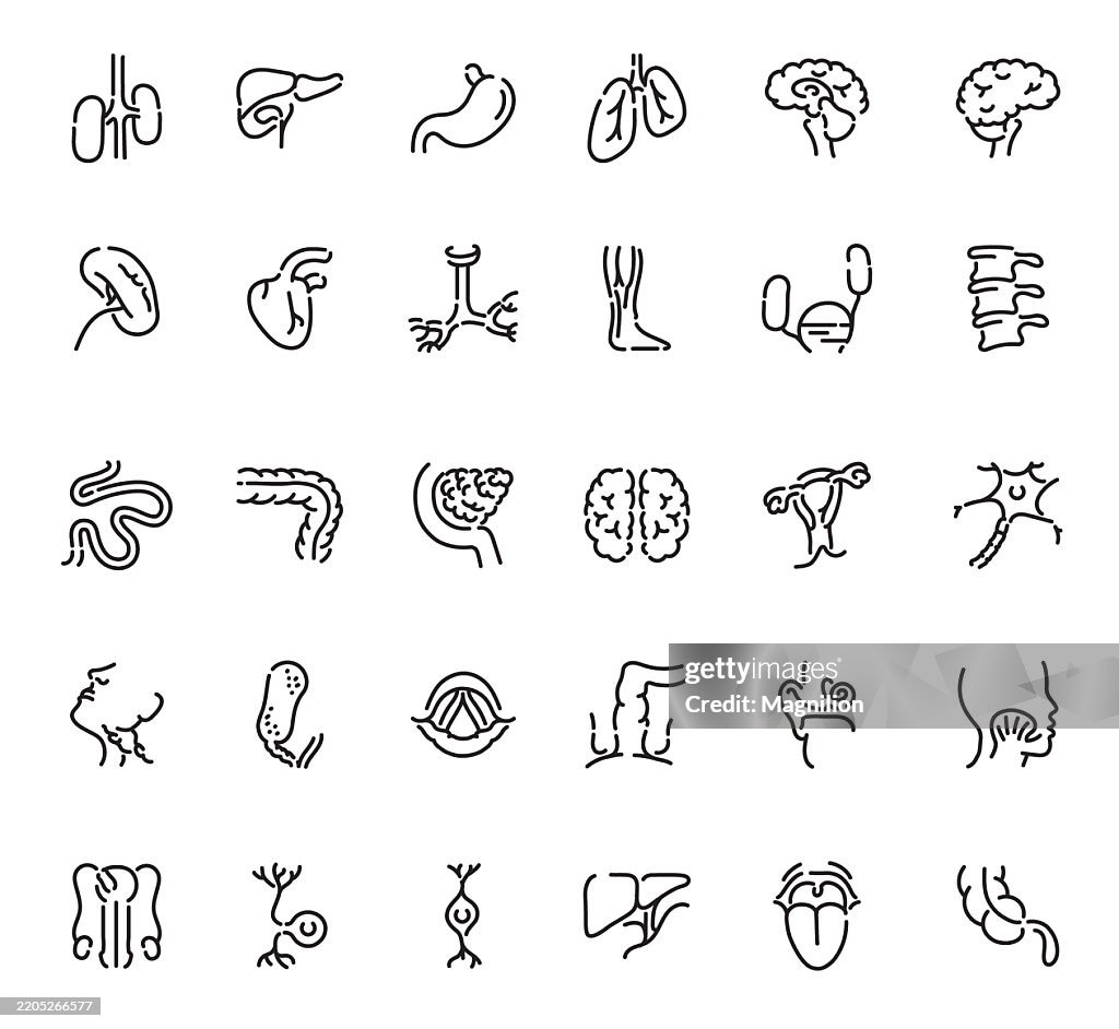 Órganos internos humanos y partes anatómicas como cerebro, pulmones, corazón, hígado, intestinos, columna vertebral, riñones, estómago y sistemas reproductivos, conjunto de iconos de líneas vectoriales, trazo editable