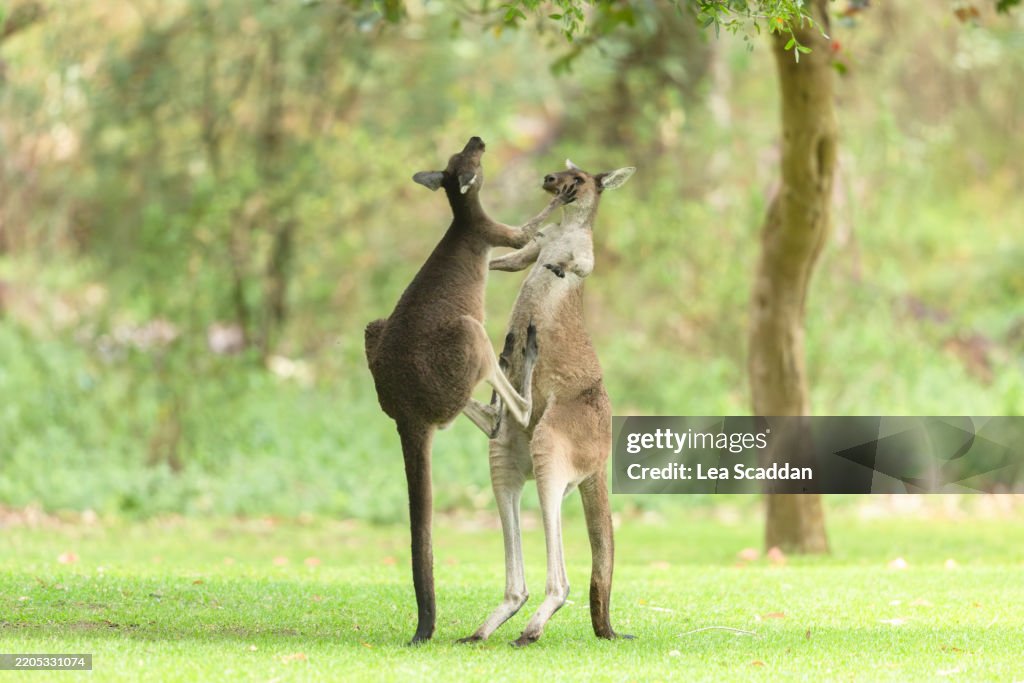 Kangaroo fight