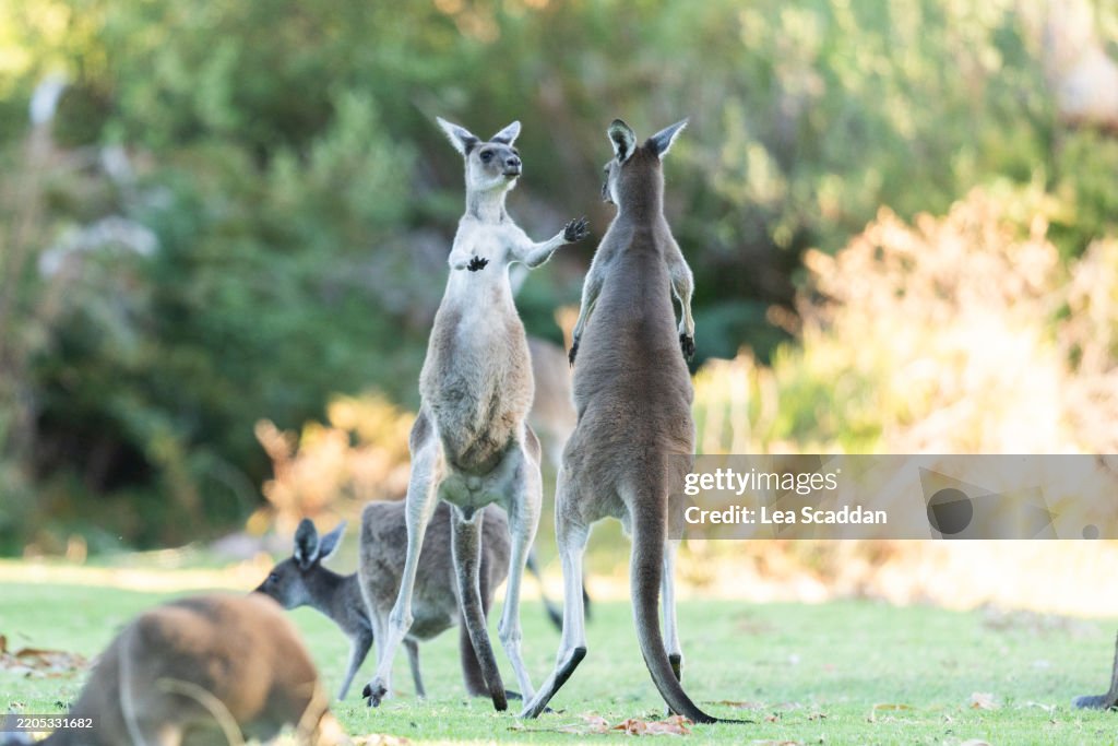 Kangaroos play fighting