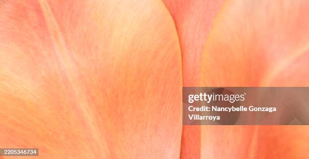 close up of soft tulip petals - petal texture stock pictures, royalty-free photos & images