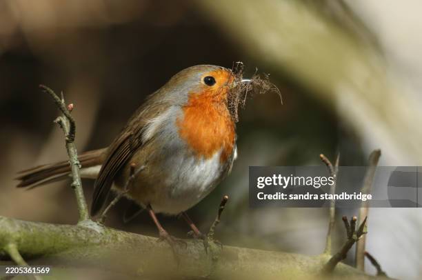 a robin, erithacus rubecula, perching on a branch of a tree with nesting material in its beak. - birds nest stock pictures, royalty-free photos & images