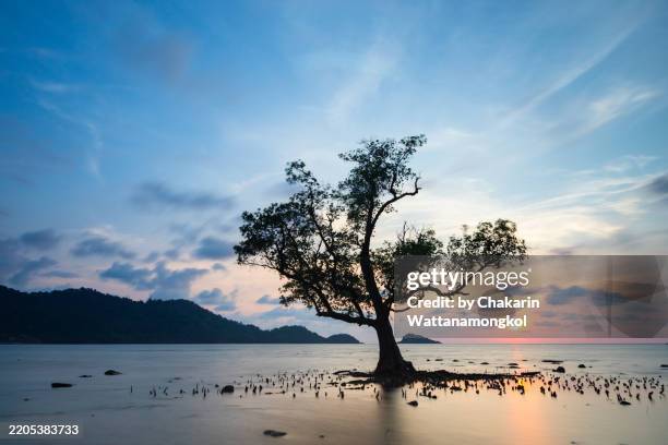 koh chang island : a lonely tree in the sea at low tide during sunset with beautiful dramatic sky. - koh chang stock pictures, royalty-free photos & images