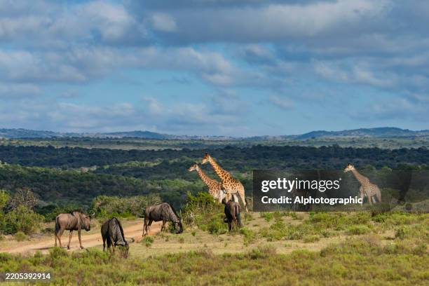 reticulated giraffe in a south african game reserve. - wildlife conservation stock pictures, royalty-free photos & images