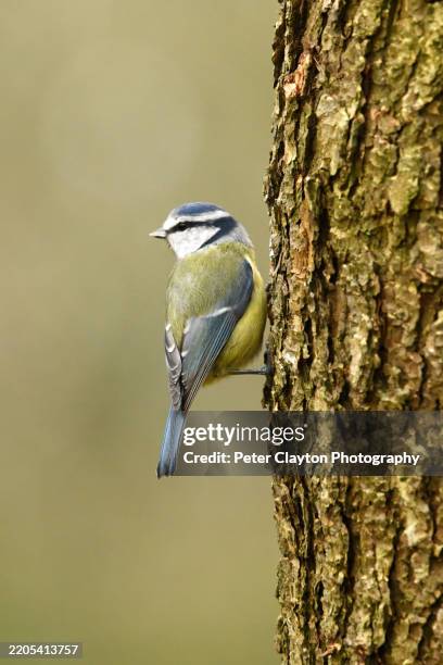 blue tit bird posing on a tree trunk - bluetit stock pictures, royalty-free photos & images