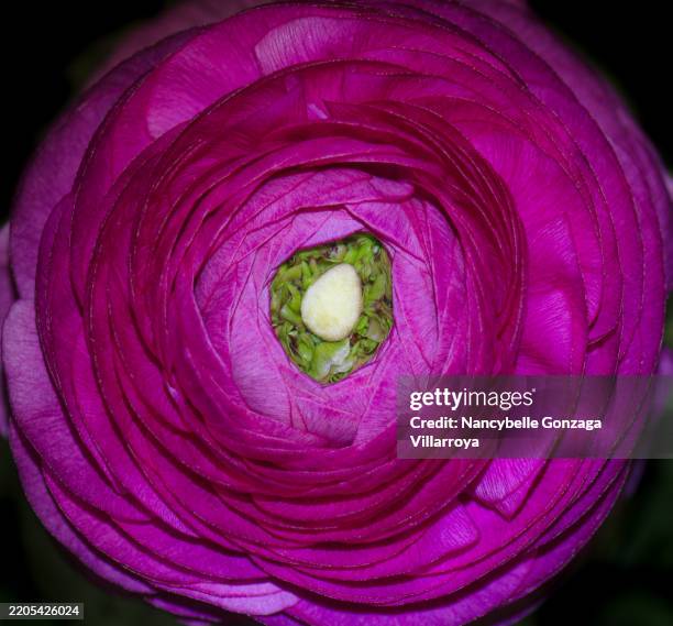 Single Layer Ranunculus 784 Mississauga Soft Stock Photos, High-Res Pictures, and Images ...