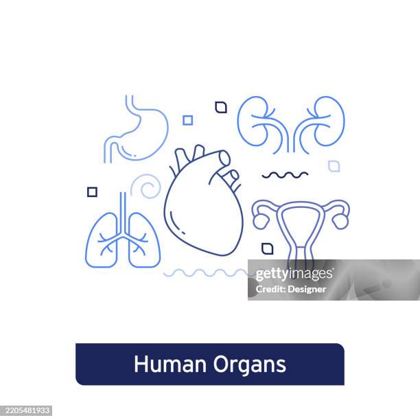 human organs concept vector illustration. editable stroke vector design. - bladder stock illustrations