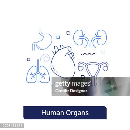 Human Organs Concept Vector Illustration. Editable Stroke Vector Design. Human Organs Concept Vector Illustration. Editable Stroke Vector Design.