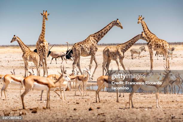 giraffes and springboks at waterhole, etosha, namibia. - wildlife conservation stock pictures, royalty-free photos & images