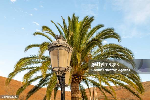 street lamp standing next to a palm tree in a sunny day - macaronésia imagens e fotografias de stock