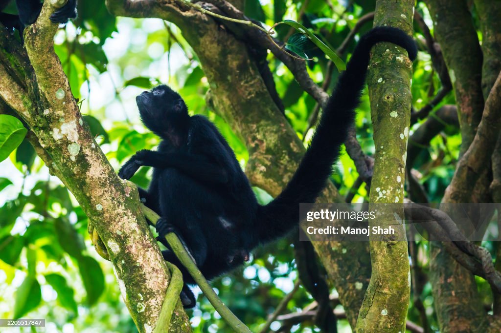 Black headed spider monkey sitting.
