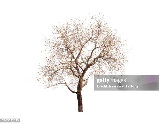 a tree with no leaves is depicted in a white background - kale boom stockfoto's en -beelden