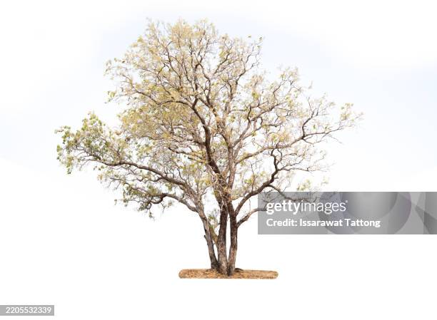 Less Foliage Tree 11 Big Tree No Leaves Stock Photos, High-Res Pictures, and Images ...