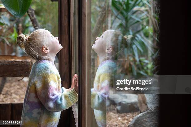 curious child at the zoo enchanted by wildlife - dierentuin stockfoto's en -beelden