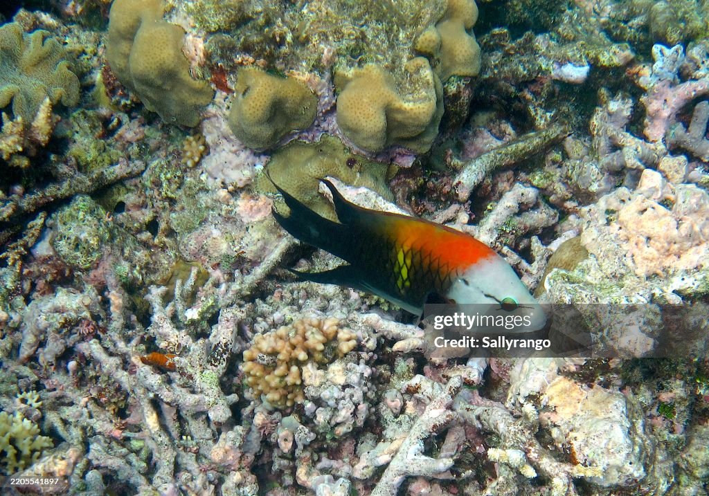 A Sling-Jaw Wrasse Fish On A Coral Reef.