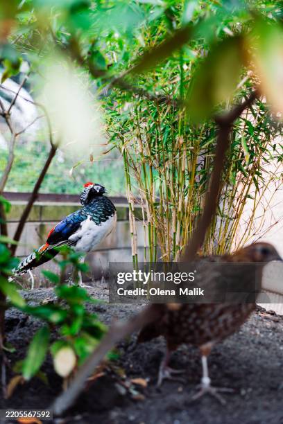 colorful pheasants among bamboo on a sunny day in vibrant garden - bamboo bird cage stock pictures, royalty-free photos & images