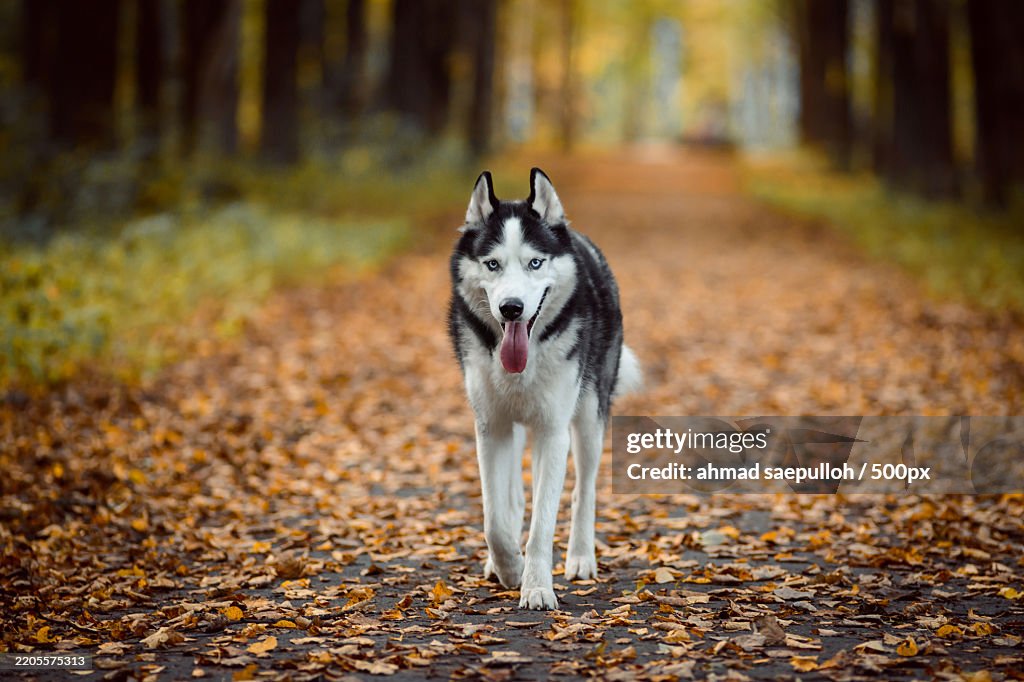 Portrait of sled siberian husky standing in forest during autumn