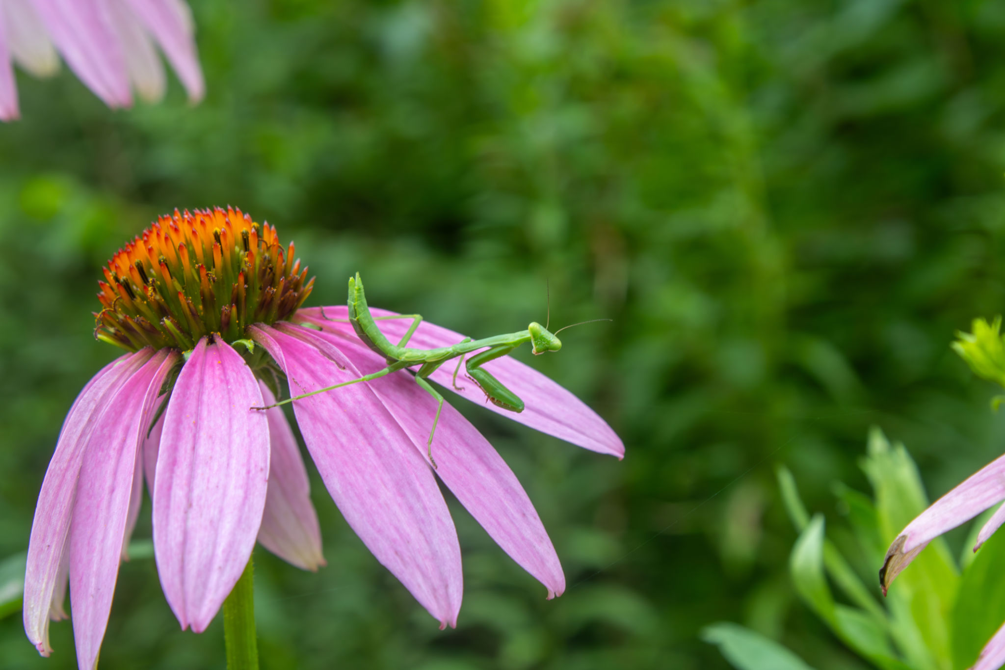 Praying Mantis on a Flower Praying Mantis on a Flower