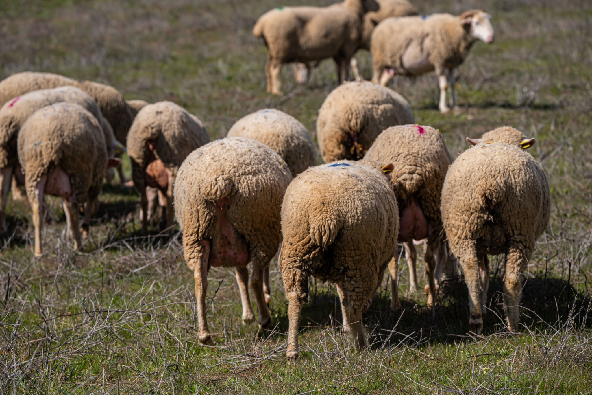 agricultura sostenible