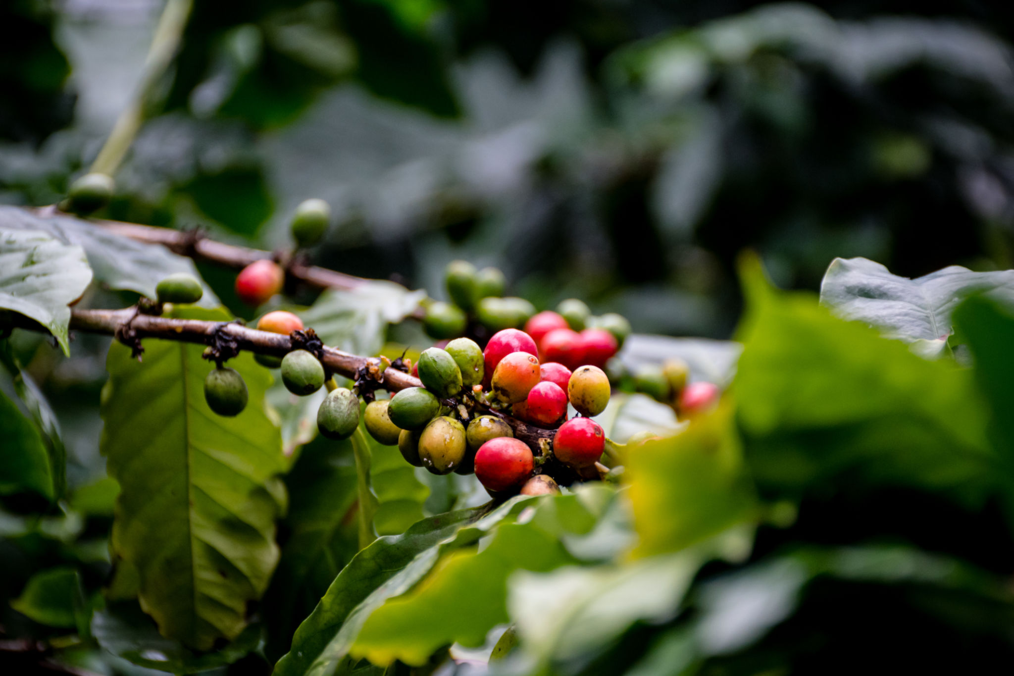 coffee plantation